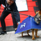 Illustration for article titled The Absolute Cutest Dog Cosplay of All Time